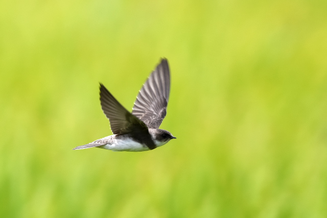 �V���E�h�E�c�o��