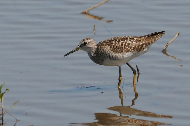 �^�J�u�V�M