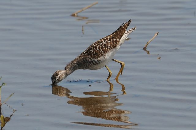 �^�J�u�V�M