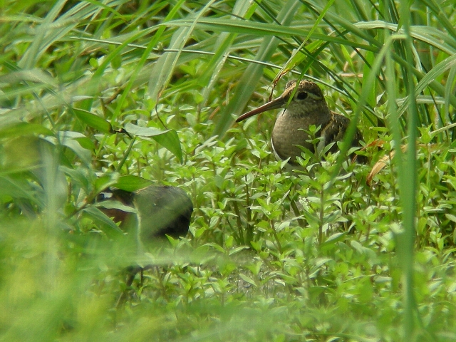 �^�}�V�M��