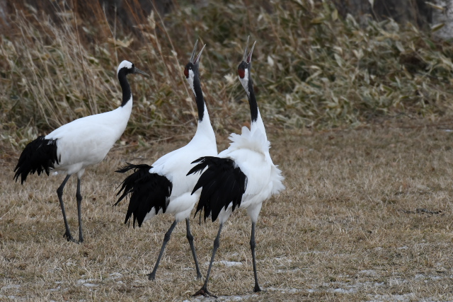 �^���`���E