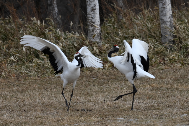 �^���`���E