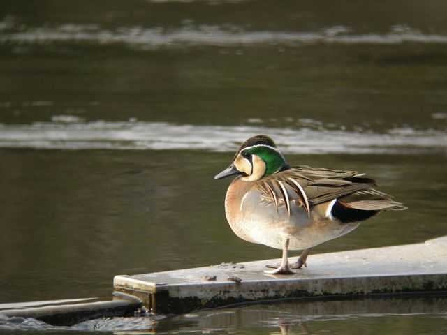 �g���G�K��