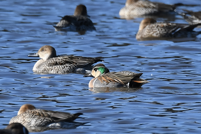 �g���G�K��