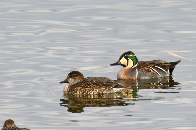 �g���G�K��