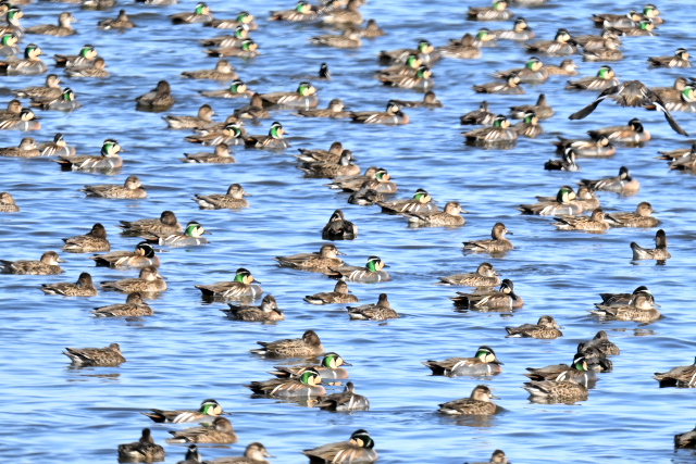 �g���G�K��