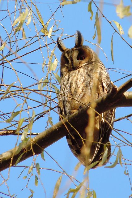 �g���t�Y�N