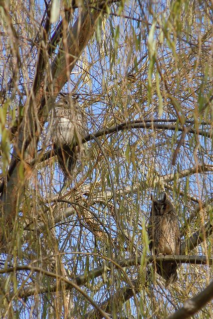 �g���t�Y�N