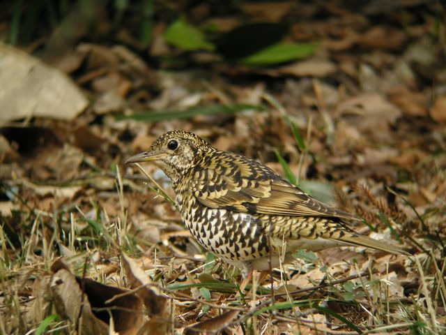 �g���c�O�~