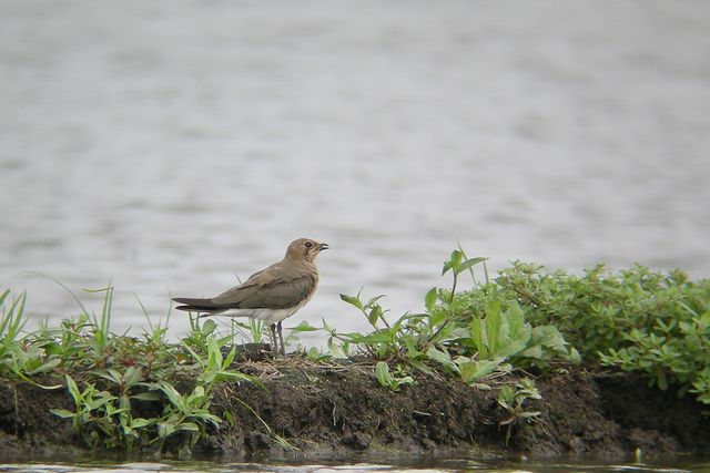 �c�o���`�h��