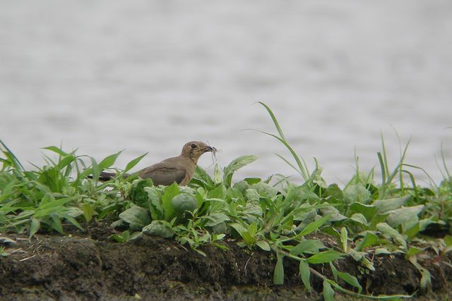 �c�o���`�h��