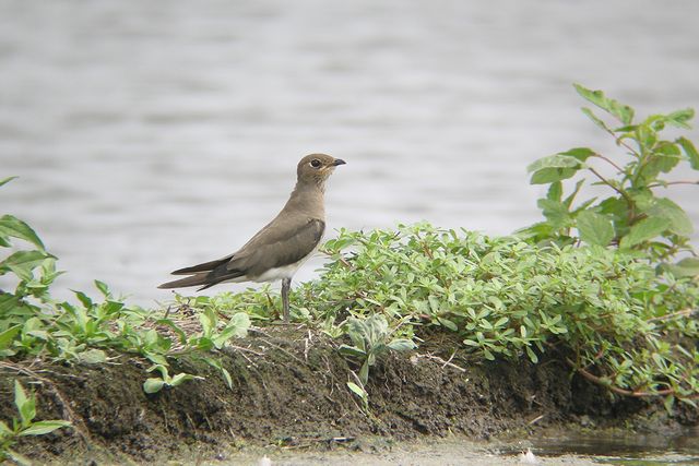 �c�o���`�h��