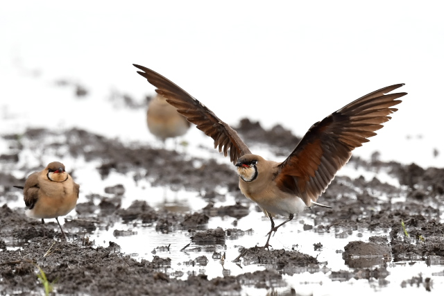 �c�o���`�h��