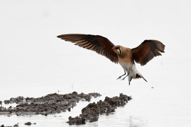 �c�o���`�h��