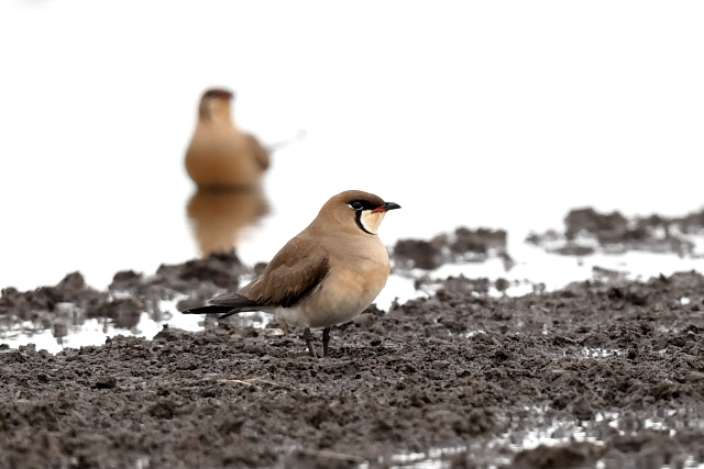 �c�o���`�h��