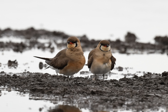 �c�o���`�h��