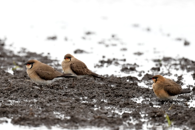 �c�o���`�h��