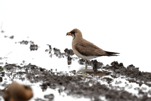 �c�o���`�h��