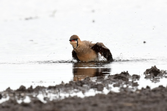 �c�o���`�h��