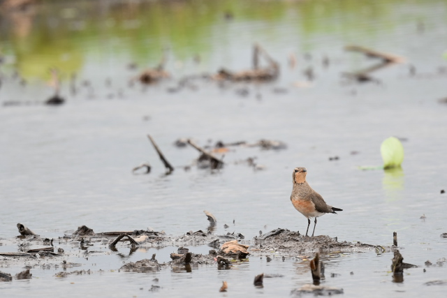 �c�o���`�h��