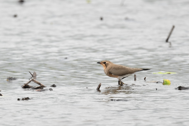 �c�o���`�h��