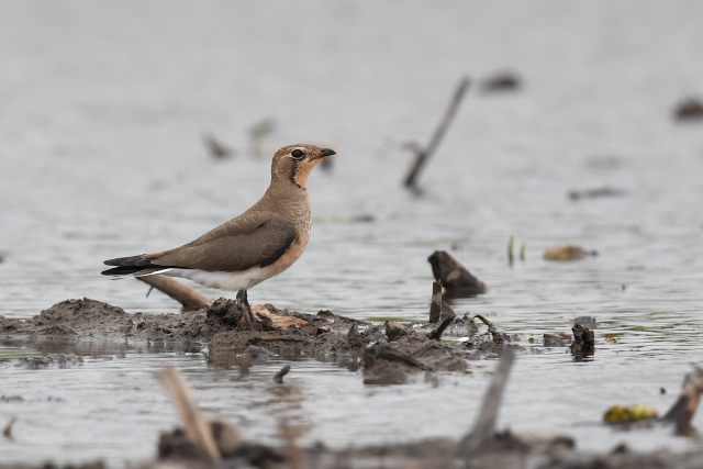 �c�o���`�h��