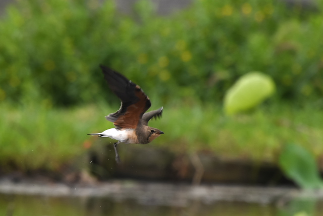 �c�o���`�h��