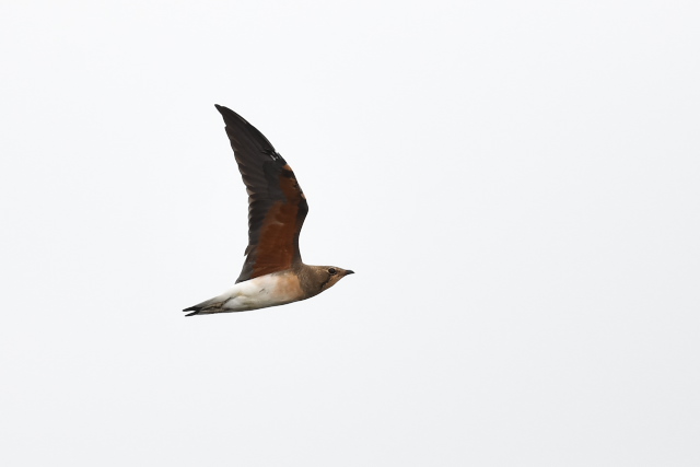 �c�o���`�h��