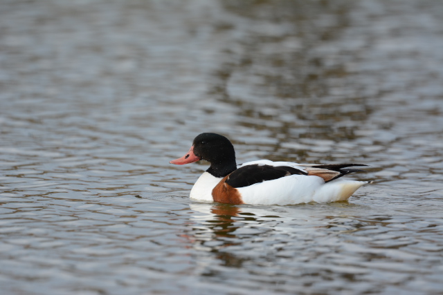 �c�N�V�K��