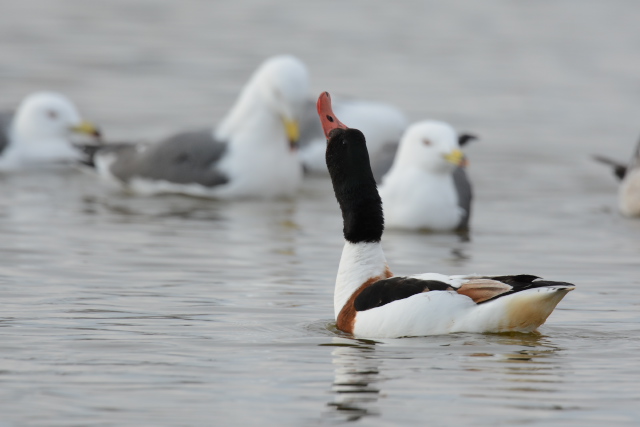 �c�N�V�K��