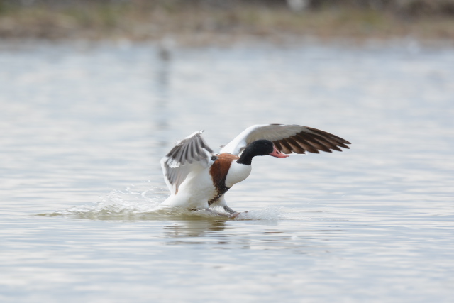 �c�N�V�K��