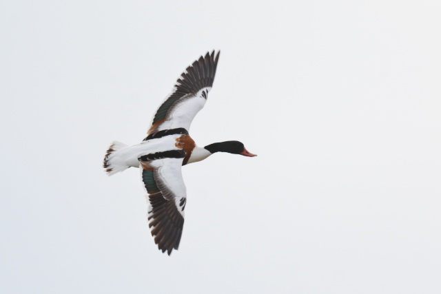 �c�N�V�K��