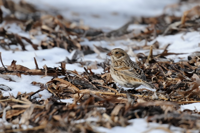 �c���i�K�z�I�W��