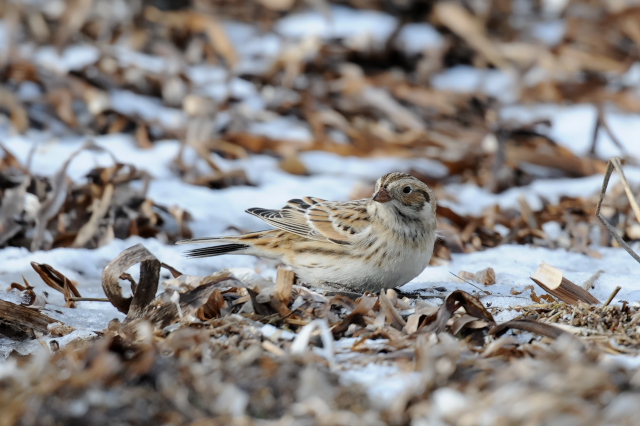 �c���i�K�z�I�W��