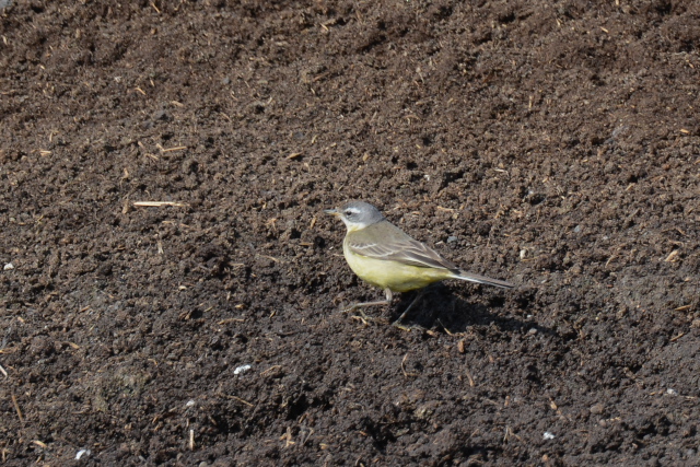 �c���i�K�Z�L���C