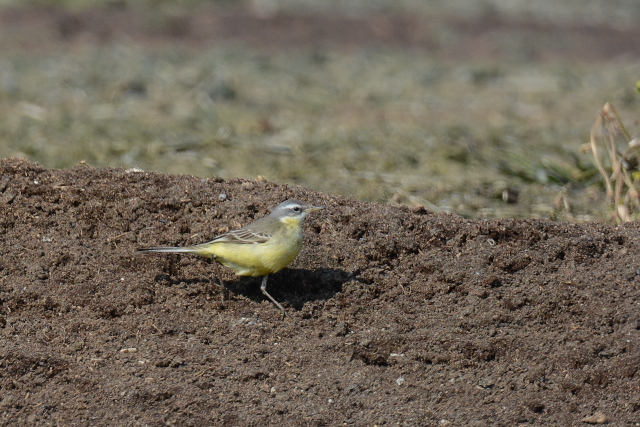 �c���i�K�Z�L���C