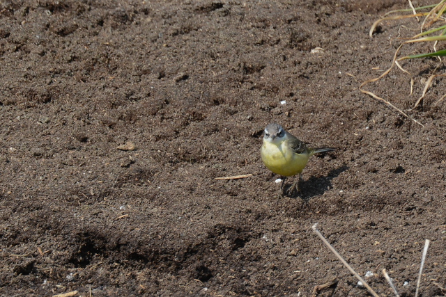 �c���i�K�Z�L���C