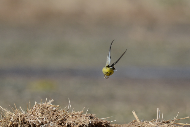 �c���i�K�Z�L���C