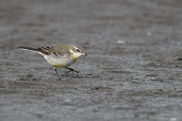 �c���i�K�Z�L���C