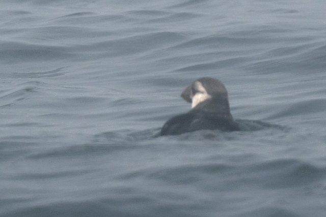 �c�m���h��