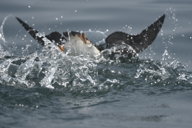 �c�m���h��