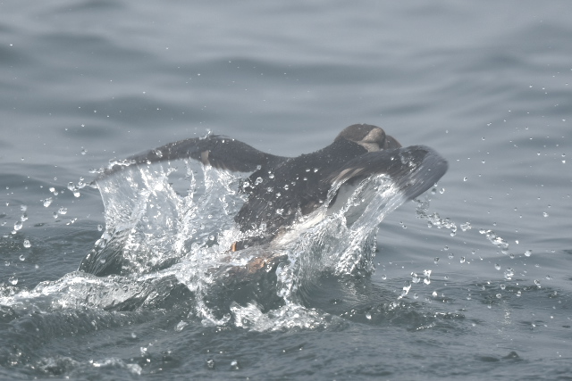 �c�m���h��