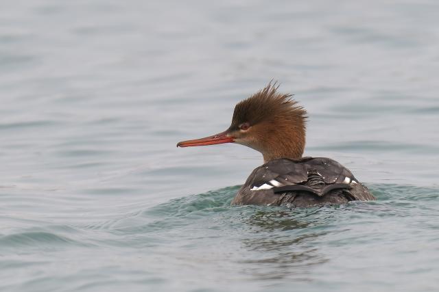 �E�~�A�C�T