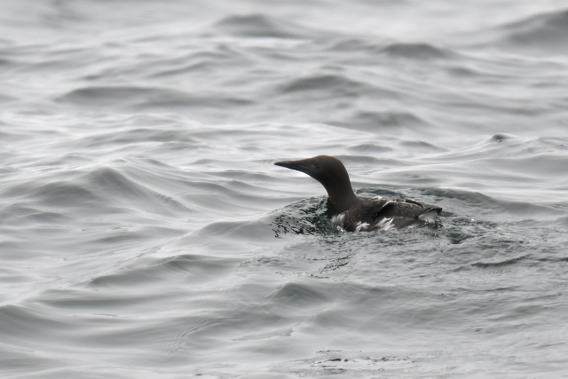 �E�~�K���X