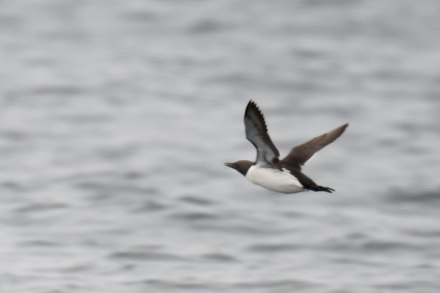 �E�~�K���X