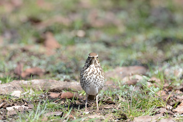 �E�^�c�O�~