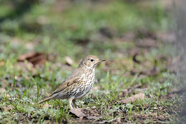 �E�^�c�O�~