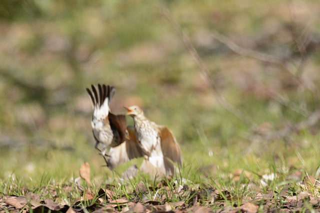 �E�^�c�O�~