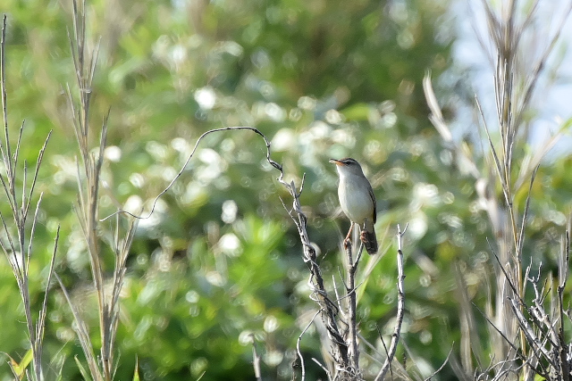 �E�`���}�Z���j���E