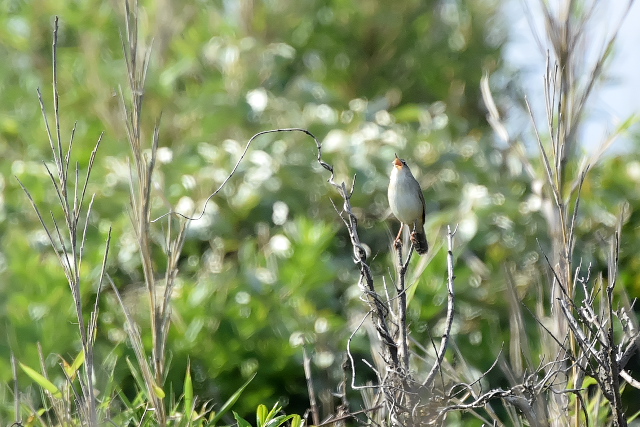 �E�`���}�Z���j���E